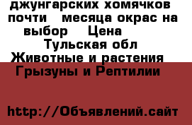  джунгарских хомячков  почти 2 месяца окрас на выбор  › Цена ­ 100 - Тульская обл. Животные и растения » Грызуны и Рептилии   